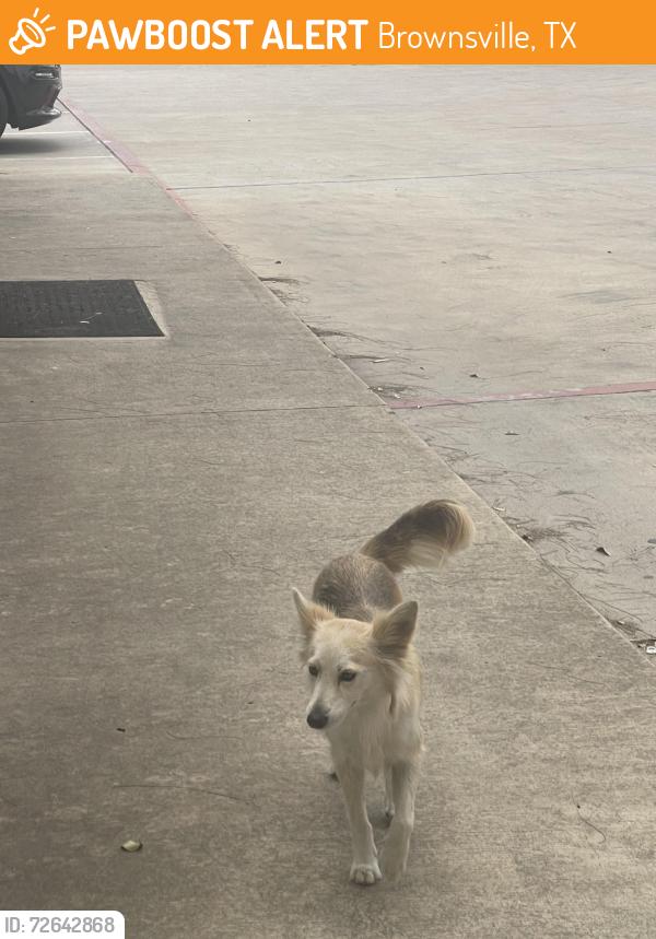 Found/Stray Female Dog last seen Paredes, Brownsville, TX 78526