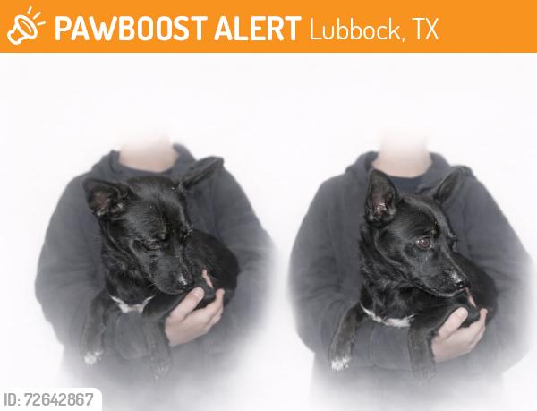 Found/Stray Female Dog last seen 45th and Avenue N, Lubbock, TX 79412