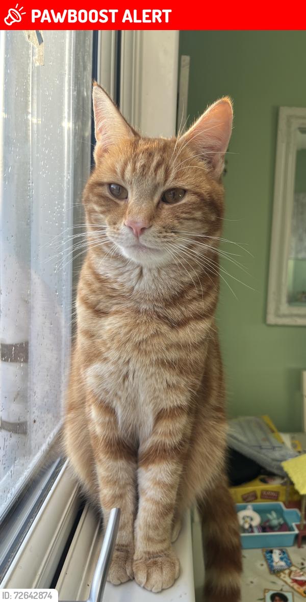 Lost Male Cat last seen Bloxwich, Bloxwich, England WS3 2JZ