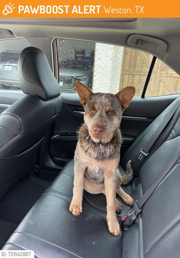 Found/Stray Male Dog last seen Weston Road, Weston, TX 75070
