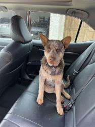 Found/Stray Male Dog last seen Weston Road, Weston, TX 75070