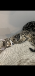 Lost Male Cat last seen Stone Meadows Neighborhood Wentzville Missouri, Wentzville, MO 63385