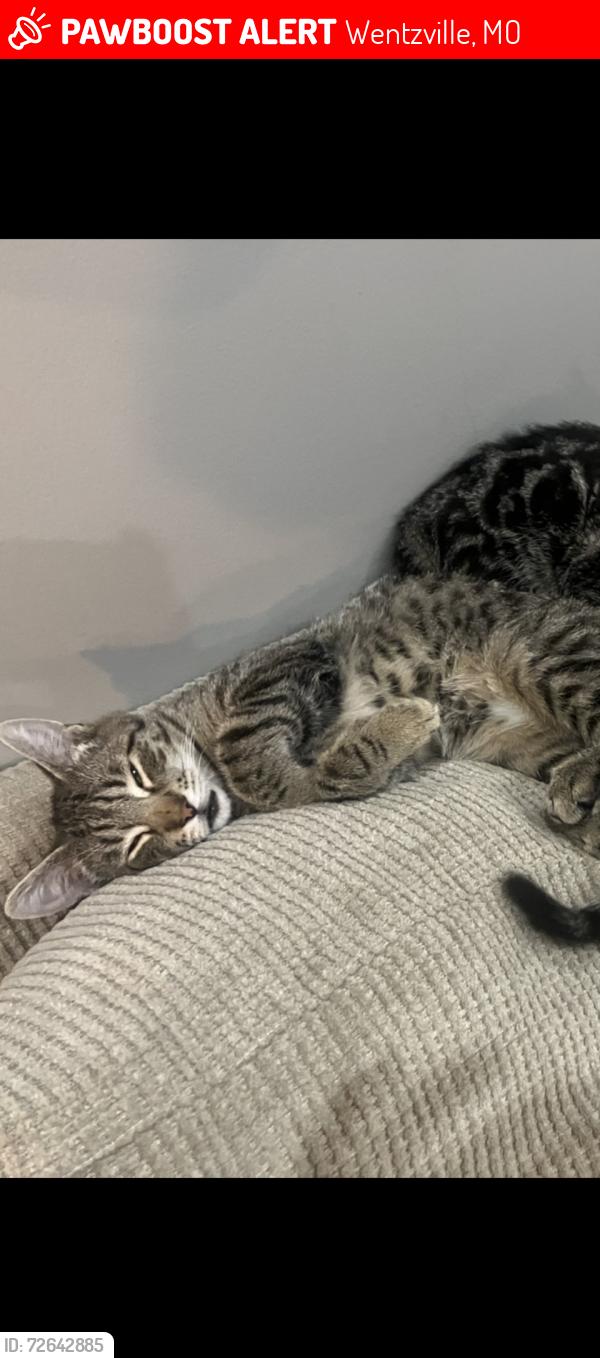 Lost Male Cat last seen Stone Meadows Neighborhood Wentzville Missouri, Wentzville, MO 63385