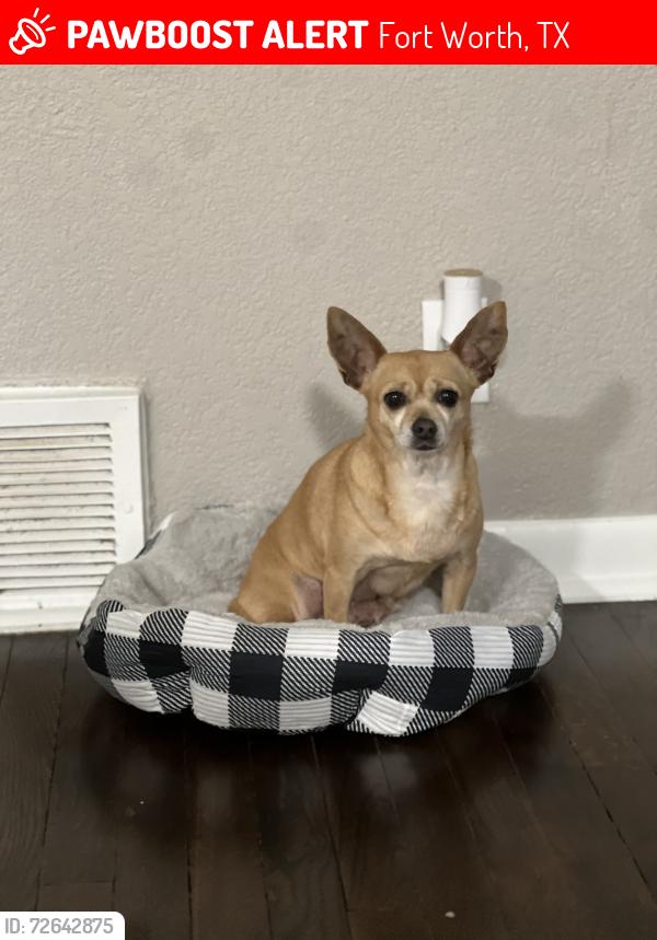 Lost Female Dog last seen Old Benbrook rd and Wycliff, Fort Worth, TX 76116