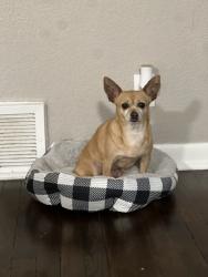 Lost Female Dog last seen Old Benbrook rd and Wycliff, Fort Worth, TX 76116