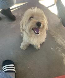 Lost Male Dog last seen Tweedy, South Gate, CA 90280