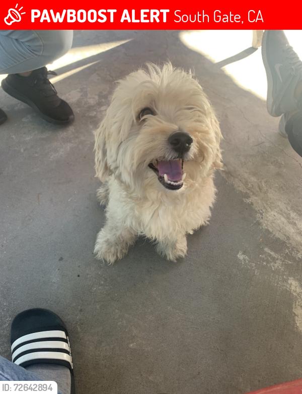 Lost Male Dog last seen Tweedy, South Gate, CA 90280