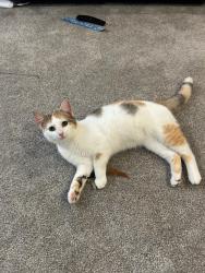 Found/Stray Female Cat last seen Lincoln and Creekside, Saint Michael, MN 55376