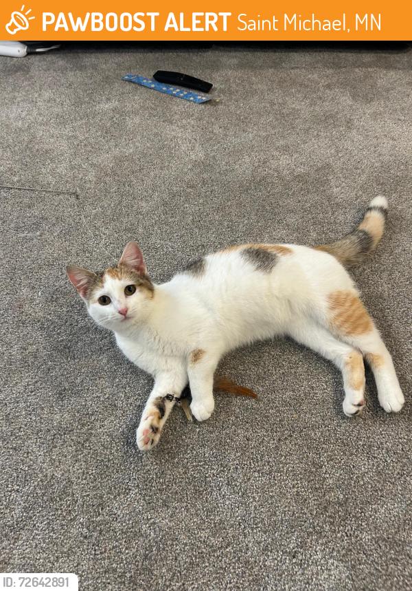 Found/Stray Female Cat last seen Lincoln and Creekside, Saint Michael, MN 55376