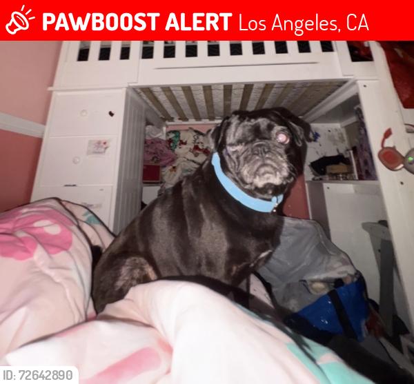 Lost Female Dog last seen 78th st and normandie , Los Angeles, CA 90044
