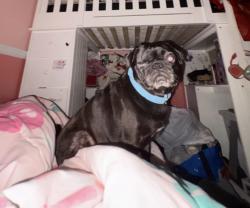 Lost Female Dog last seen 78th st and normandie , Los Angeles, CA 90044