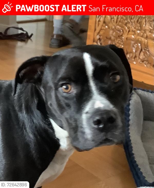 Lost Male Dog last seen 31st.Ave. And Ortega, San Francisco, CA 94116
