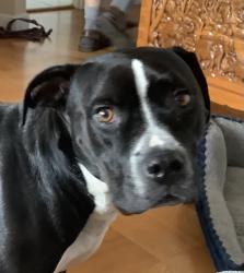 Lost Male Dog last seen 31st.Ave. And Ortega, San Francisco, CA 94116