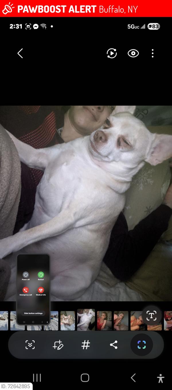 Lost Male Dog last seen 1st st and lakeshore Rd blasdell ny, Buffalo, NY 14219