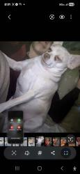 Lost Male Dog last seen 1st st and lakeshore Rd blasdell ny, Buffalo, NY 14219