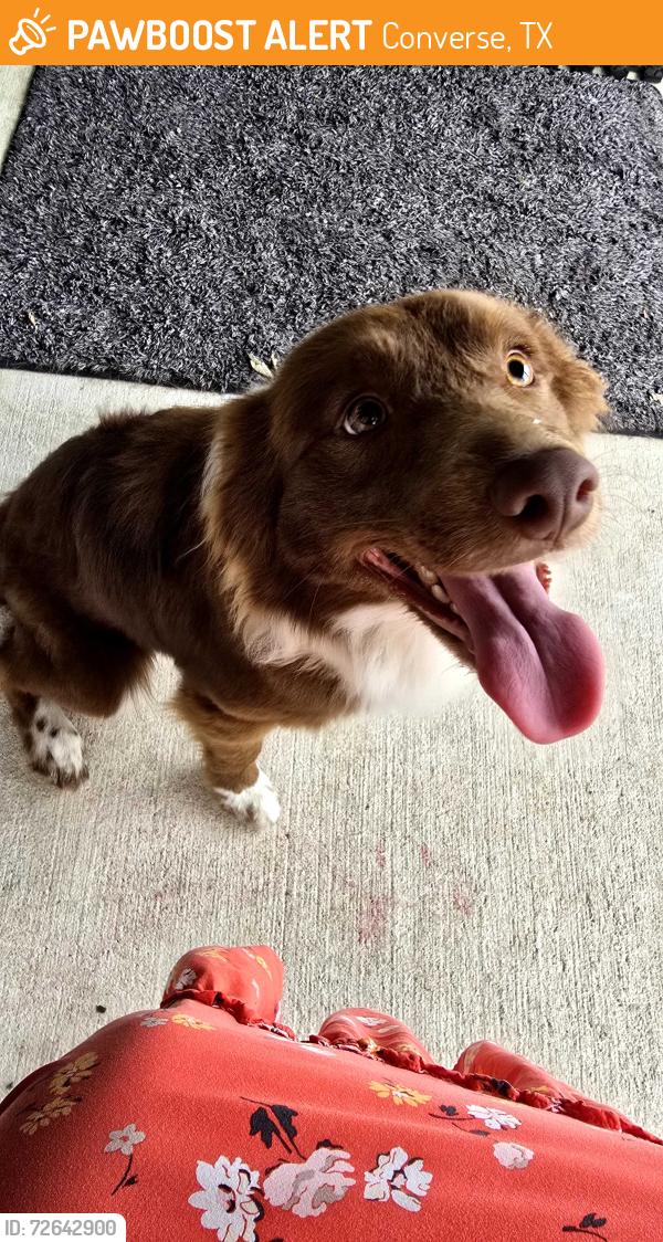 Found/Stray Male Dog last seen Westbourne way and Weichold , Converse, TX 78109