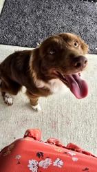 Found/Stray Male Dog last seen Westbourne way and Weichold , Converse, TX 78109