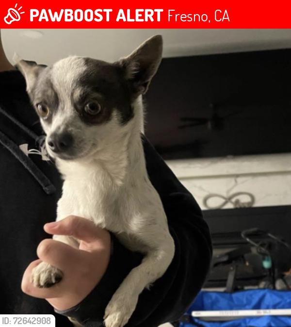 Lost Male Dog last seen Tulare and maple, Fresno, CA 93702