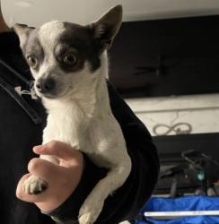 Lost Male Dog last seen Tulare and maple, Fresno, CA 93702