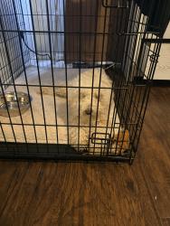Found/Stray Unknown Dog last seen Banks Way, College Park, GA 30337