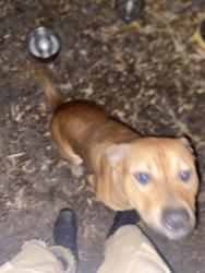 Lost Male Dog last seen Near north Betty lane, Clearwater, FL 33755