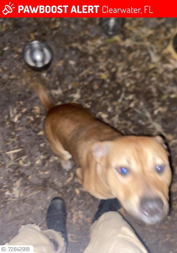 Lost Male Dog last seen Near north Betty lane, Clearwater, FL 33755