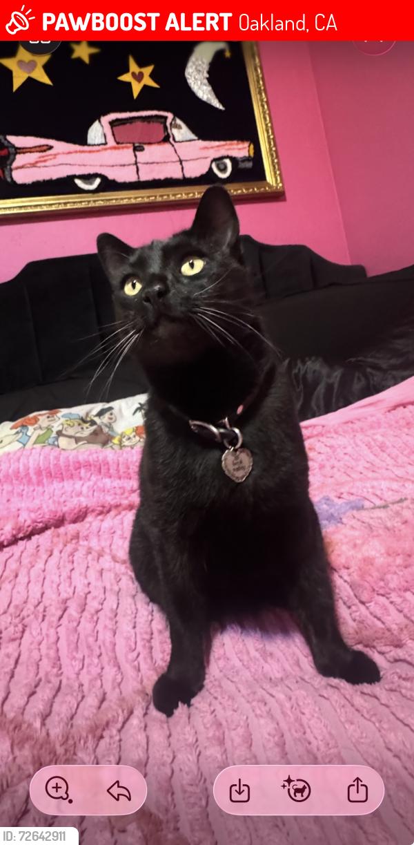 Lost Male Cat last seen cleveland and park blvd , Oakland, CA 94610