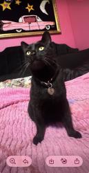 Lost Male Cat last seen cleveland and park blvd , Oakland, CA 94610