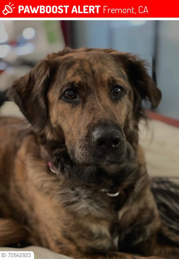 Lost Female Dog last seen Osgood/Blacow, Fremont, CA 94539