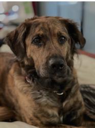 Lost Female Dog last seen Osgood/Blacow, Fremont, CA 94539
