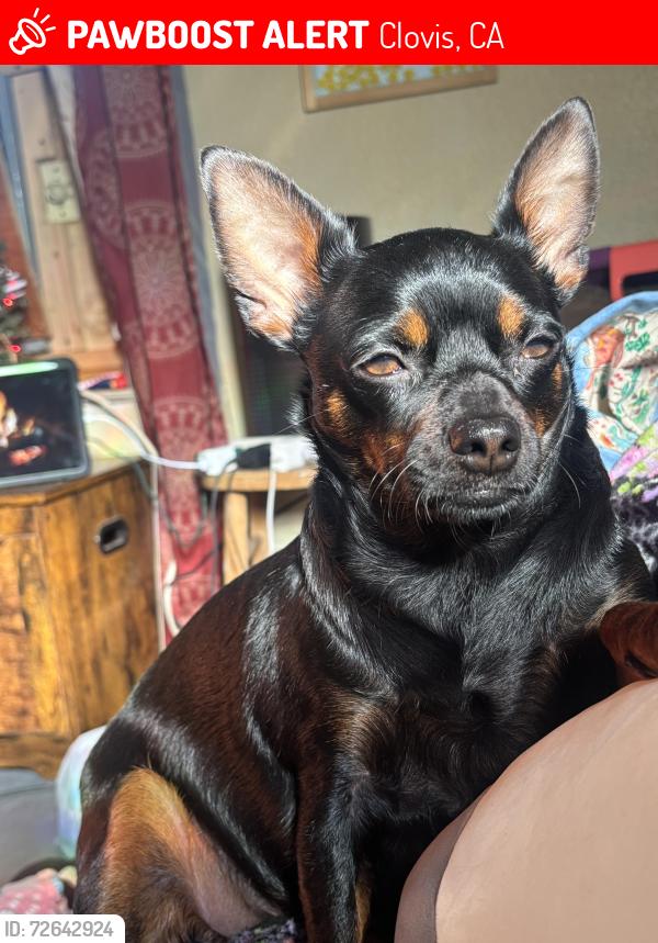 Lost Female Dog last seen Sample rd , Clovis, CA 93619