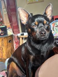 Lost Female Dog last seen Sample rd , Clovis, CA 93619