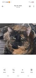 Lost Female Cat last seen Cortez and kingsley, Garland, TX 75041