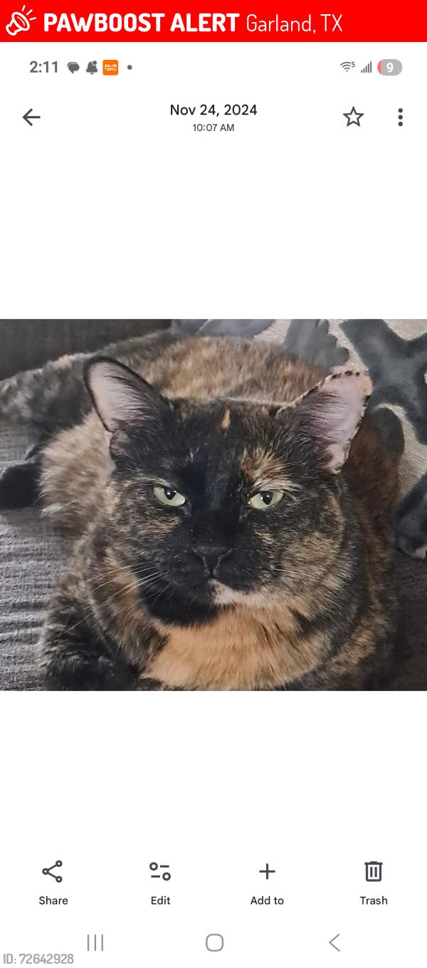 Lost Female Cat last seen Cortez and kingsley, Garland, TX 75041