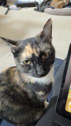 Lost Female Cat last seen Nesbit Ferry and Holcomb Bridge , Alpharetta, GA 30022