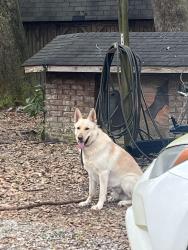 Lost Male Dog last seen CREAKSIDE DR N , Mobile County, AL 36544