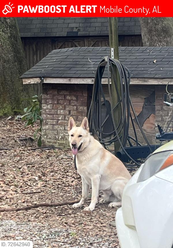 Lost Male Dog last seen CREAKSIDE DR N , Mobile County, AL 36544