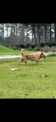 Lost Male Dog last seen Atascacita Forest , Humble, TX 77396