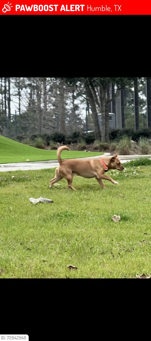 Lost Male Dog last seen Atascacita Forest , Humble, TX 77396