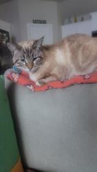 Found/Stray Male Cat last seen Ranger Hill Ave, Fort Worth, TX 76108