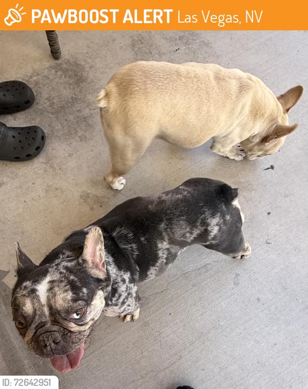 Found/Stray Female Dog last seen Near Woodsey Ct, Las Vegas, NV 89156