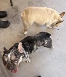 Found/Stray Female Dog last seen Near Woodsey Ct, Las Vegas, NV 89156