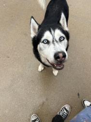 Found/Stray Unknown Dog last seen Crowley Recreation Center , Crowley, TX 76036