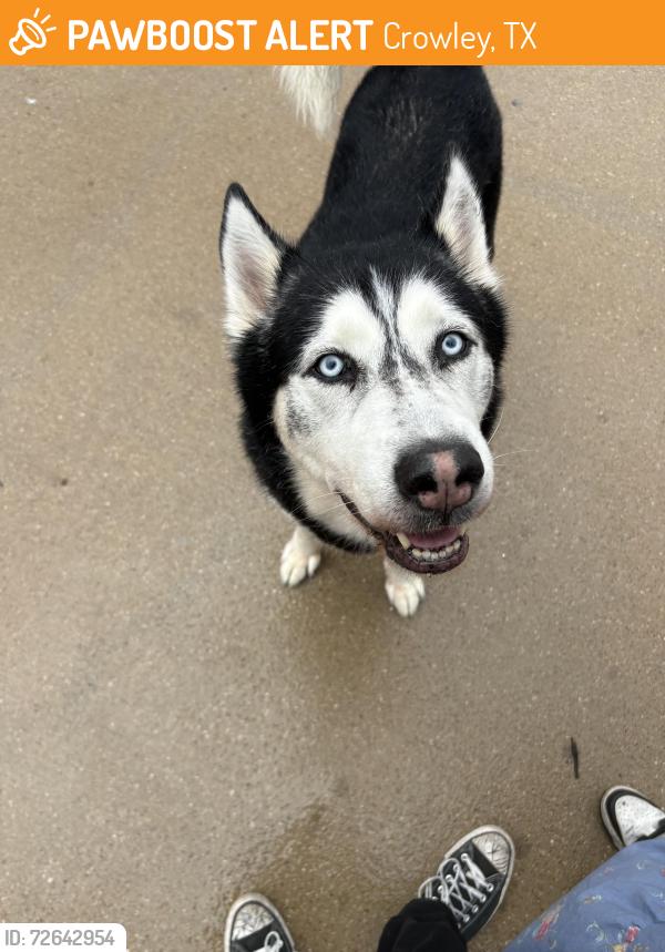 Found/Stray Unknown Dog last seen Crowley Recreation Center , Crowley, TX 76036