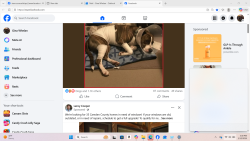 Lost Male Dog last seen Ann Drive, Bath Township, MI 48808