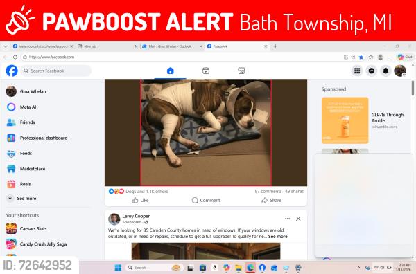 Lost Male Dog last seen Ann Drive, Bath Township, MI 48808