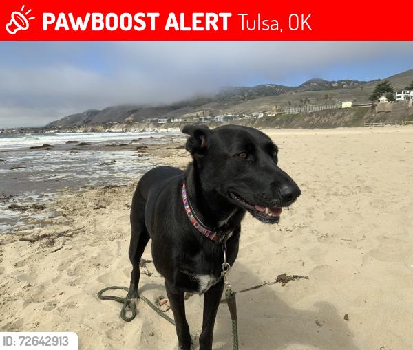 Lost Female Dog last seen 65th West Ave and 3rd, Tulsa, OK 74127
