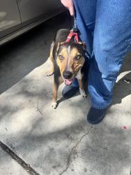 Found/Stray Unknown Dog last seen In neighbors posession, Stockton, CA 95207
