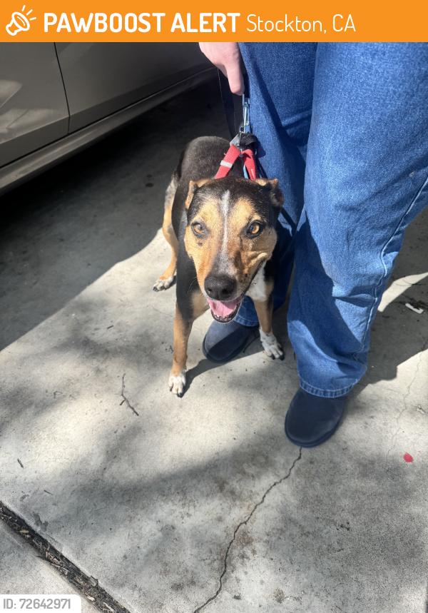 Found/Stray Unknown Dog last seen In neighbors posession, Stockton, CA 95207
