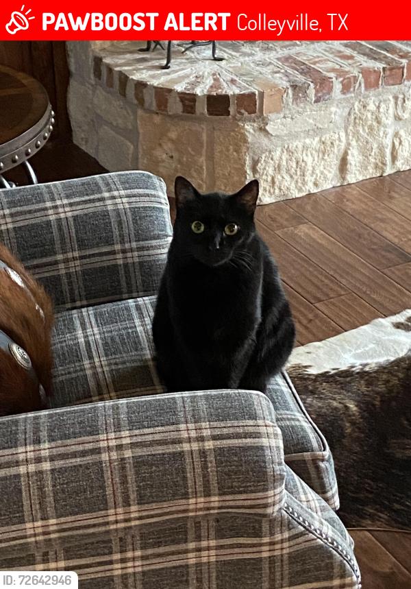 Lost Female Cat last seen Saint Moritz and McDonwell School Rd , Colleyville, TX 76034